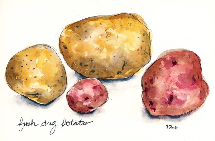 fresh dug potato_fb